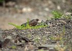 Zwarte roodstaart (black redstart) (Phoenicurus ochruros) - kloof bij Yolin Am 21-08-2016 (5)